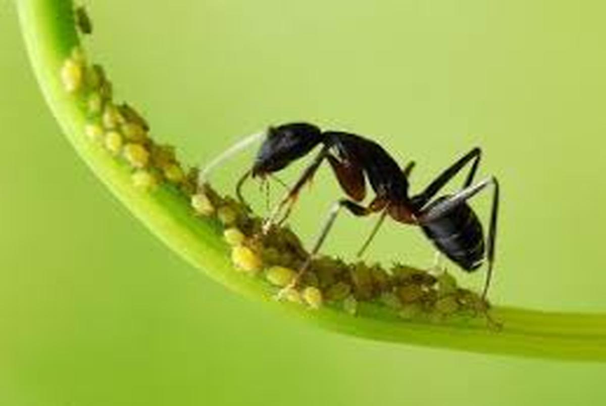 مورچه‌ها با بو سرطان را شناسایی می کنند!