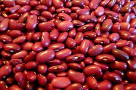 معرفی رقم جدید لوبیا قرمز در خمین  افزایش تولید 400 کیلوگرمی در هر هکتار