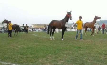 دوازدهمین جشنواره ملی زیبایی اسب ترکمن در کلاله گلستان آغاز شد