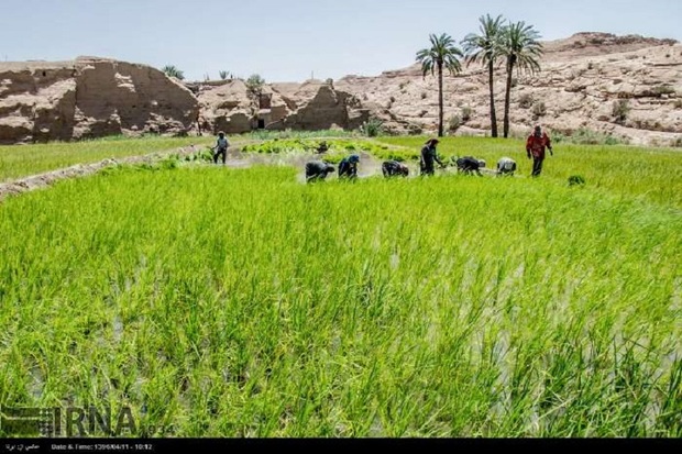 ممنوعیت کشت تابستانه 350هزار خوزستانی را بیکار می کند