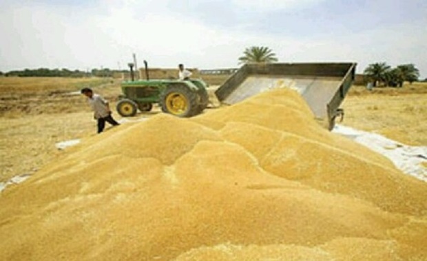 50 درصد گندم شهرستان هریس خرید تضمینی شد
