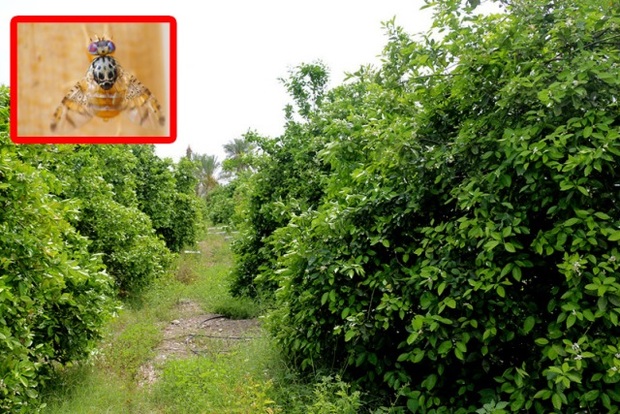 300 هکتار باغ در جنوب کرمان به آفت مگس مدیترانه ای آلوده شد