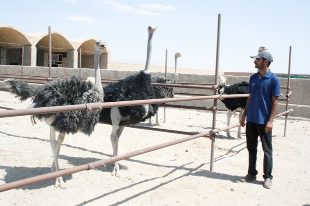 فعالیت 6 واحد صنعتی پرورش شتر مرغ در سیستان و بلوچستان