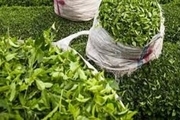برداشت برگ سبز چای از باغ های شمال  9درصد افزایش یافت