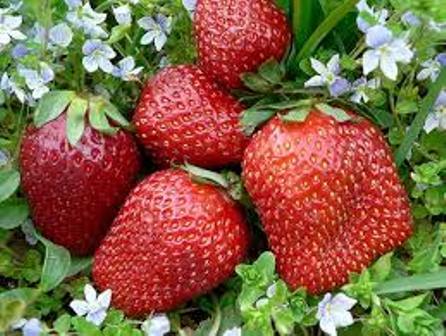 بیش از 45 هزار تن توت فرنگی از مزارع کردستان برداشت می شود