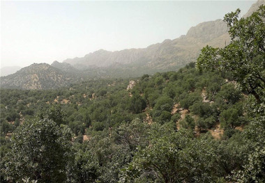 طرح جامع جنگل پژوهشی در سطح 350 هکتار انجام می شود
