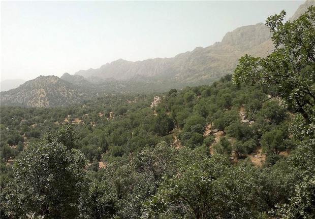 طرح جامع جنگل پژوهشی در سطح 350 هکتار انجام می شود