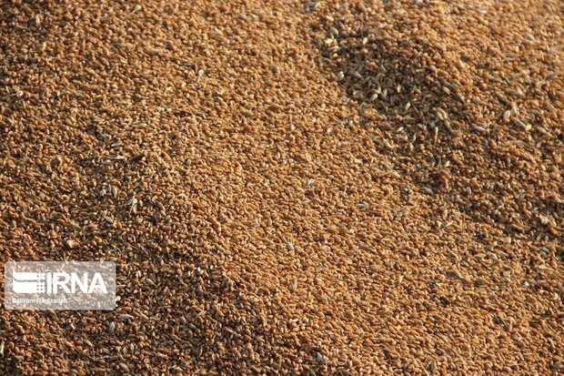 بیش از  ۲.۷ تن گندم قاچاق در خوی کشف شد