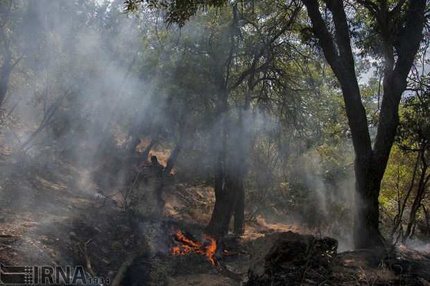 آتش سوزی جنگل‌های کهگیلویه مهار شد