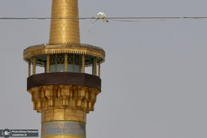 ظهر شهادت امام رضا (ع)