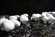 توصیه‌های وزارت بهداشت درباره قارچ‌های خوراکی+ آخرین آمار مسموم شدگان