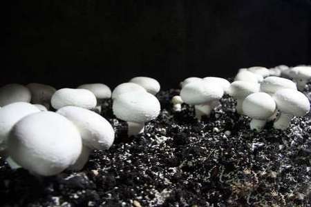 خوردن قارچ از ابتلا به آلزایمر جلوگیری می کند