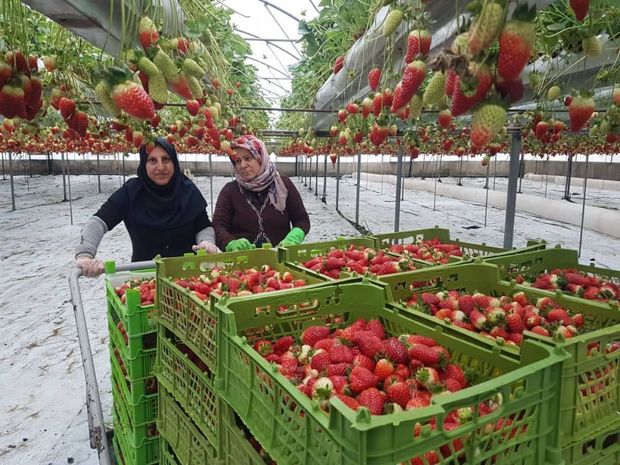 ساوجبلاغ  دارای رتبه برتر تولید توت فرنگی در  البرز