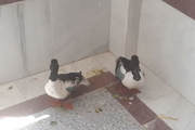 ۲ قطعه اردک نوک پهن در زیستگاه‌های طبیعی دالاهو رها شد