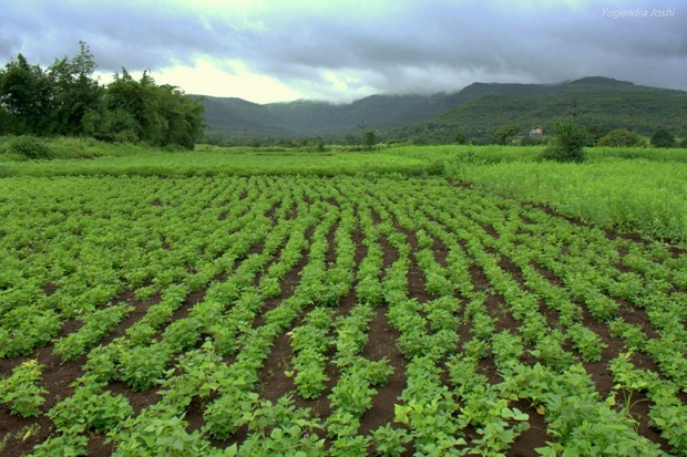 کشاورزی جزو مهمترین محورهای توسعه منطقه آزاد ماکو است
