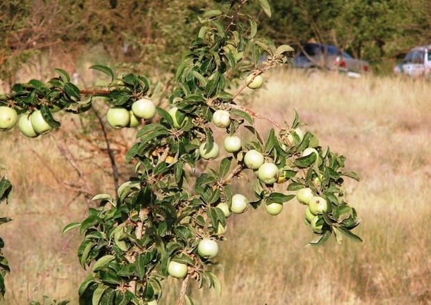 800 تن سیب گلاب بهاره در سمیرم برداشت شد