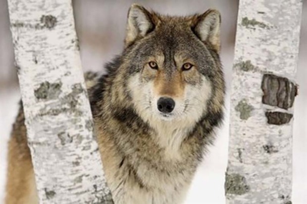 روستائیان مراقب حمله گرگ در فصل سرد سال باشند