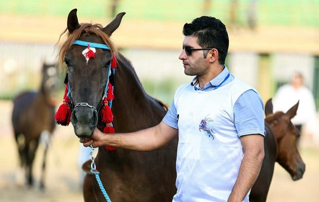 صنعت اسب در استان کرمانشاه رونق می گیرد