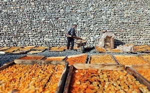 افزایش ۲۵ درصدی تولیدات خشکبار در آذربایجان غربی