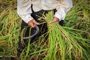 واردات برنج ۴۸ درصد کاهش یافت