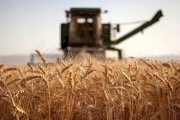 مجلس قیمت خرید گندم را تصویب کرد: هر کیلو 5 هزار تومان