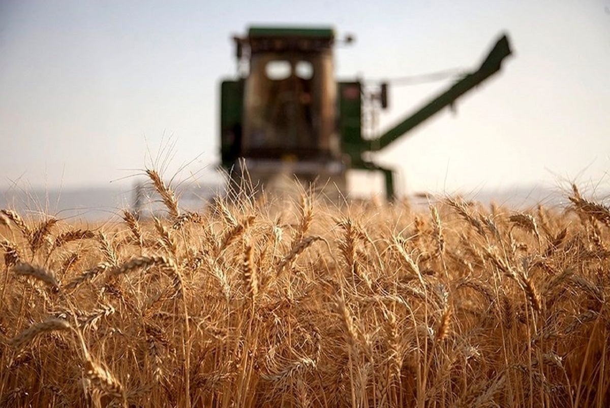 مجلس قیمت خرید گندم را تصویب کرد: هر کیلو 5 هزار تومان