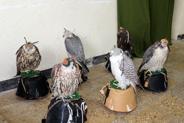 کشف پرندگان میلیاردی قاچاق در شهرستان حمیدیه