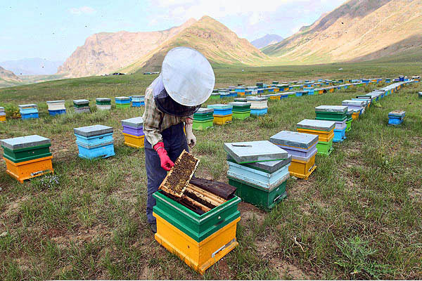 زنبورداران سمنان چهار میلیارد و 500 میلیون ریال تسهیلات دریافت کردند