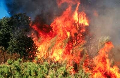 آتش‌سوزی جنگل‌های مله باریک سپیدار بویراحمد
