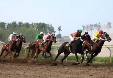 2500 اسب اصیل ترکمن در گلستان شناسایی شد