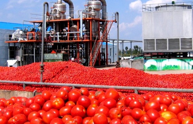 رقابت کارخانه های رب عامل افزایش قیمت گوجه فرنگی است