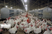 ۱۰۰ تن مرغ برای حمایت از تولیدکنندگان استان سمنان خریداری شد