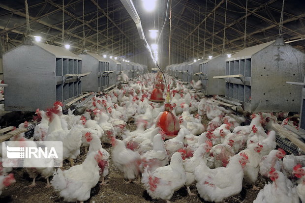 ۱۰۰ تن مرغ برای حمایت از تولیدکنندگان استان سمنان خریداری شد