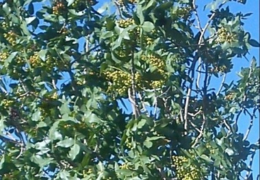 ژنو تیپ جدید بنه(پسته وحشی ) در استان مرکزی انتخاب و معرفی شد