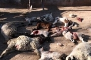 حمله گرگ سبب تلف شدن 16 رأس گوسفند در شهرستان لنده شد