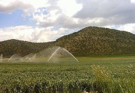 افزایش 17 درصدی تولید محصولات زراعی استان مرکزی در دولت تدبیر و امید
