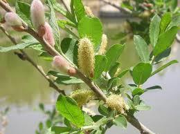 آغاز برداشت شکوفه های درختچه بیدمشک در آذربایجان غربی