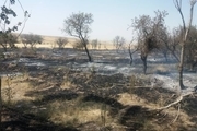 آتش‌سوزی ۷ هکتار از اراضی و باغات میوه در سراب