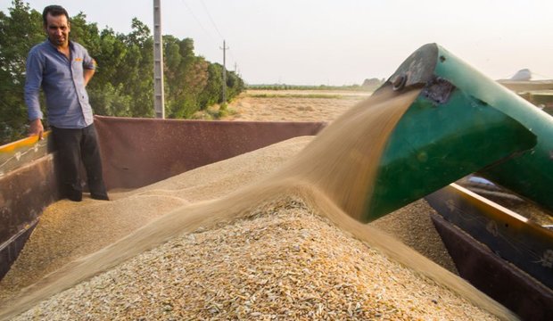 600 هزار تن گندم از مزارع استان اردبیل برداشت می شود