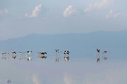 بازگشت فلامینگوها به دریاچه ارومیه عکس
