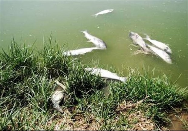 مرگ آبزیان در پی کاهش دبی رودخانه دز