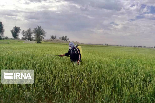 مبارزه با آفت کشاورزی در منطقه سیستان به حدود ۱۵هزار هکتار رسید