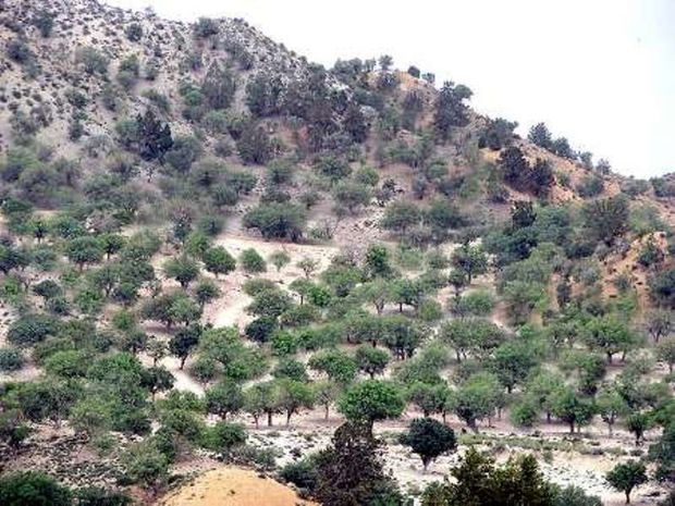 ۸۰ هزار اصله درخت در کرمان از گیاهان انگلی پاکسازی می‌شود