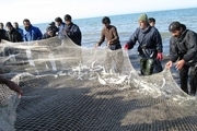 کاهش ۲۳درصدی صید ماهی در گیلان  ۱۵۳۵ تن ماهی استخوانی صید شد