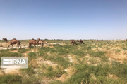 مناطق حاشیه دریاچه ارومیه مستعد پرورش شتر است