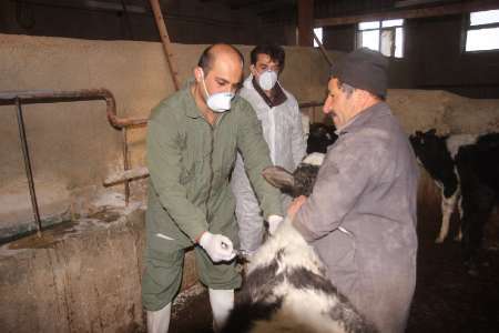 مرحله نخست مایه کوبی بیماری تب برفکی در کردستان آغاز شد
