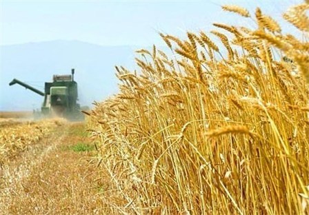پیش بینی خرید130 هزار تن گندم در اهواز