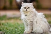 نجات 700 گربه پیش از سلاخی در چین