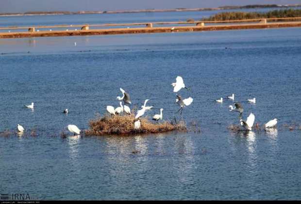 پرندگان مهاجر در تالابهای خوزستان فرودآمدند