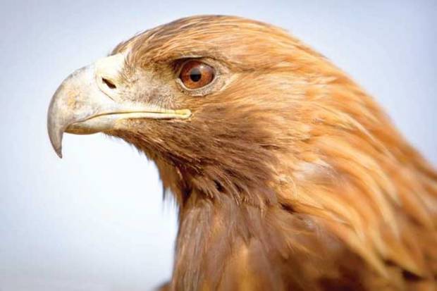 یک بهله عقاب طلایی در گناوه کشف شد